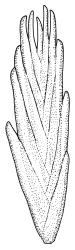 Campylopus purpureocaulis, propagulum detail. Drawn from A.J. Fife 7828, CHR 266362.
 Image: R.C. Wagstaff © Landcare Research 2018 